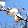 東慶寺の白梅
