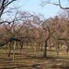 梅の咲いていない偕楽園