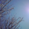 白の梅