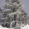 樹氷もきれいです