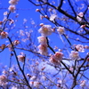 城下　早咲きの桜
