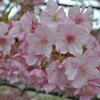 河津桜