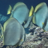 沖縄美ら海水族館