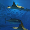 沖縄美ら海水族館