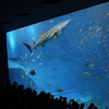 沖縄美ら海水族館