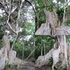 風格のある樹