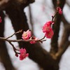 水戸偕楽園　紅梅