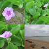砂浜に咲く花