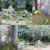 琉球石灰岩の庭