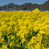 江間の菜の花畑が見頃