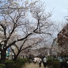 段蔓の数百mが桜並木