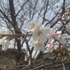 園庭の桜