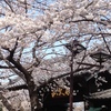 日暮里の本行寺の桜