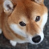 柴太郎
