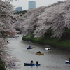 水面と桜３