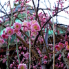 鎌倉　宝戒寺のしだれ桜