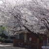 正門の桜♪