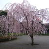 弥生公団横の公園に1本の桜が・・・