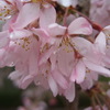 雨に濡れた桜♪