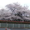 歩道から見える桜♪