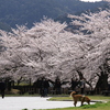 平安神宮