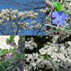 路の花たち