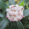 沈丁花