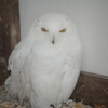 白フクロウ