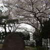 津田沼1丁目公園の桜♪