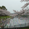 館林市を流れる鶴生田川