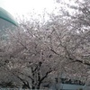 桜満開