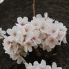 桜４