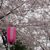 小雨ですが桜は満開