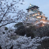 夜の城と桜