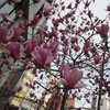 木蓮