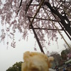 唐揚げと桜