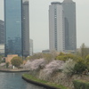 ビルディングと桜