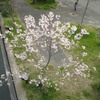 桜俯瞰図