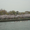 ボートと桜