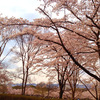 桜がほぼ満開でした。