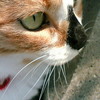春の猫