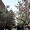 変わった桜ばかり。外国人観光客増えたな～