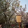 今年の花「天の川」・・って？