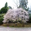 箱根恩師公園のマメザクラ