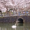 鶴岡公園のお堀