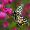 つつじに遊ぶアゲハ蝶