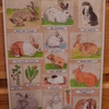 ポストカード・ウサギの種類②