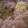 福島市　花見山公園(H25.4.13撮影)