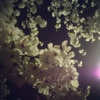 夜桜ウォークにて・・・