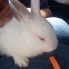 ミニ動物園
